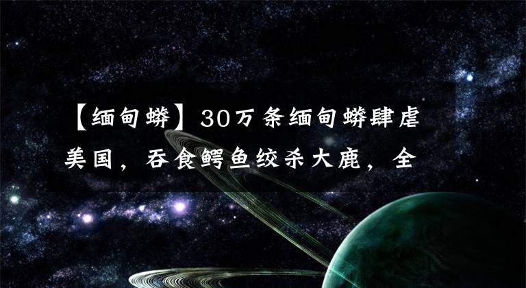 【缅甸蟒】30万条缅甸蟒肆虐美国,吞食鳄鱼绞杀大鹿,全职猎人也无可奈何