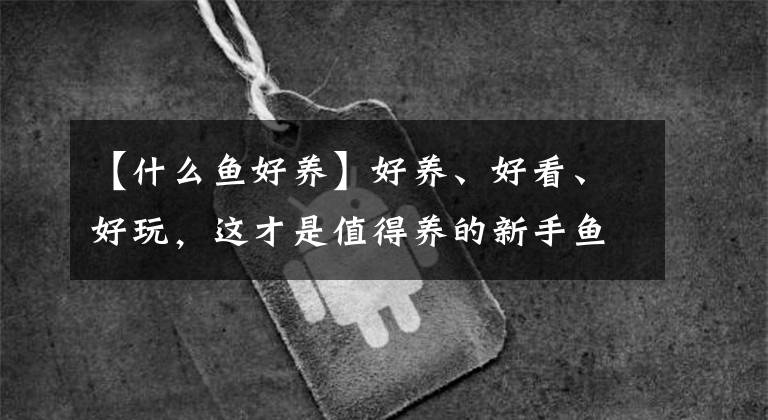 【什么鱼好养】好养、好看、好玩，这才是值得养的新手鱼