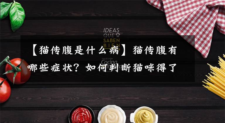 【猫传腹是什么病】猫传腹有哪些症状?如何判断猫咪得了猫传腹?