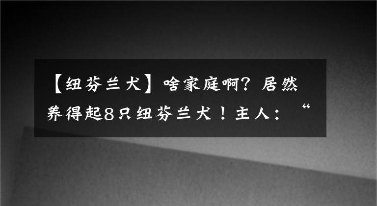 【纽芬兰犬】啥家庭啊？居然养得起8只纽芬兰犬！主人：“我还想再养几只。”