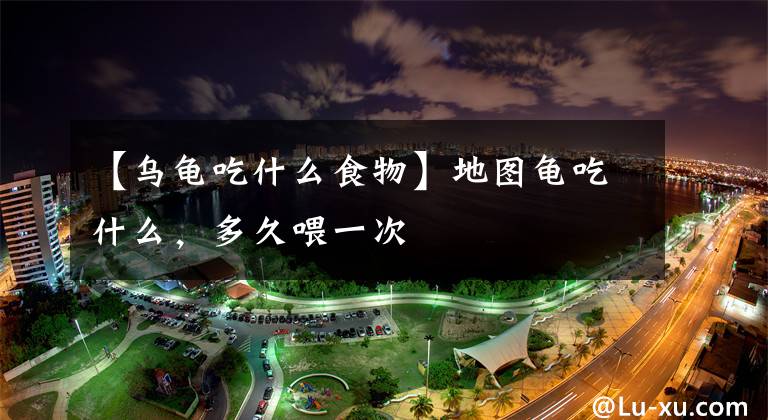 【乌龟吃什么食物】地图龟吃什么，多久喂一次