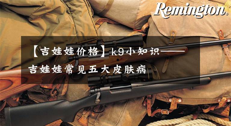 【吉娃娃价格】k9小知识——吉娃娃常见五大皮肤病