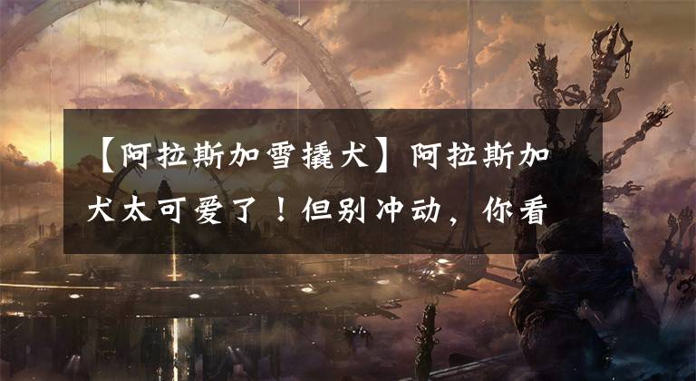 【阿拉斯加雪撬犬】阿拉斯加犬太可爱了！但别冲动，你看完可能就不想养了