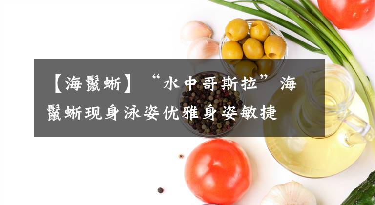 【海鬣蜥】“水中哥斯拉”海鬣蜥现身泳姿优雅身姿敏捷