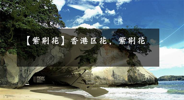 【紫荆花】香港区花,紫荆花