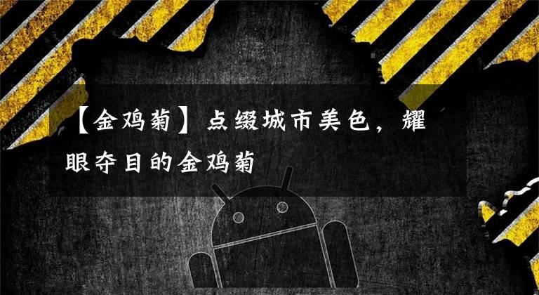 【金鸡菊】点缀城市美色，耀眼夺目的金鸡菊