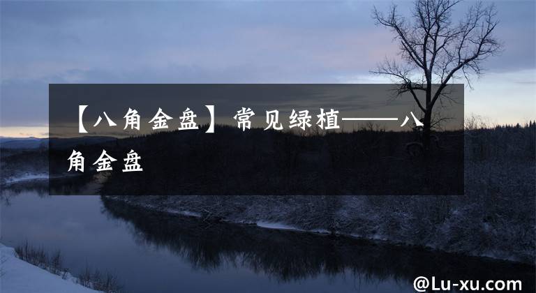 【八角金盘】常见绿植——八角金盘