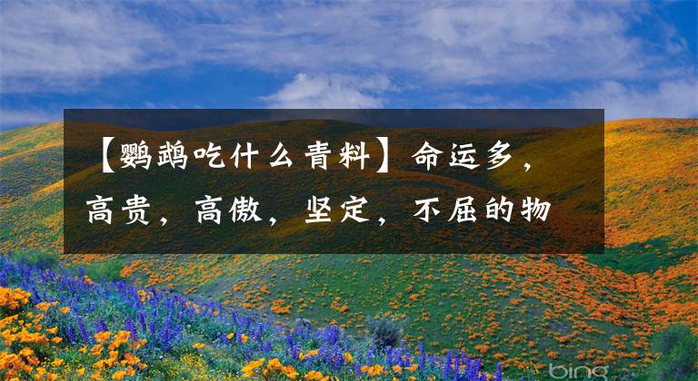 【鹦鹉吃什么青料】命运多，高贵，高傲，坚定，不屈的物种，鹿继续书写新的传说。