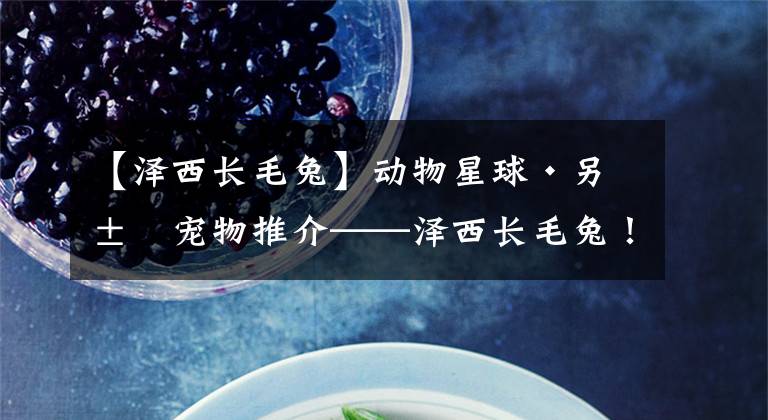 【泽西长毛兔】动物星球·另类宠物推介——泽西长毛兔！