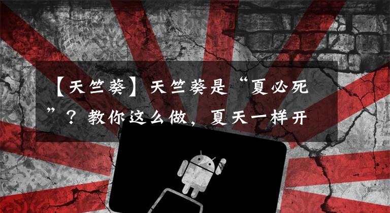 【天竺葵】天竺葵是“夏必死”？教你这么做，夏天一样开，全年花不断