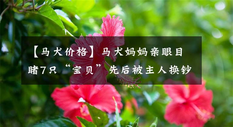 【马犬价格】马犬妈妈亲眼目睹7只“宝贝”先后被主人换钞票，阵阵哀伤声离去