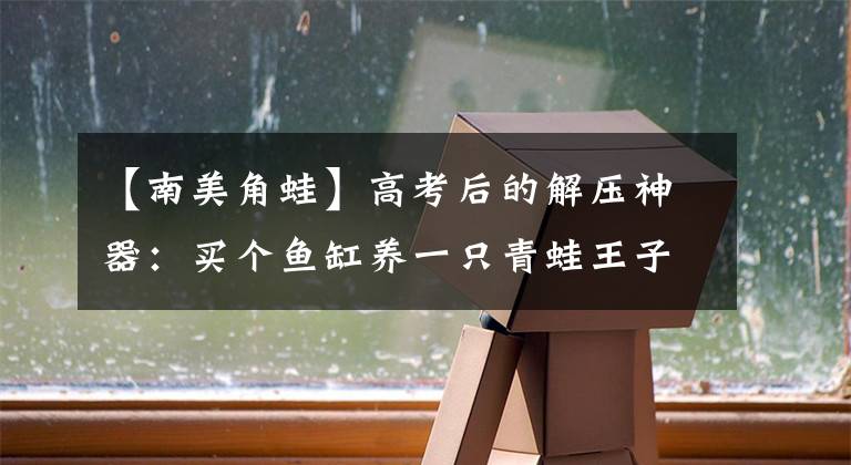 【南美角蛙】高考后的解压神器:买个鱼缸养一只青蛙王子吧!女生专属宠物清单