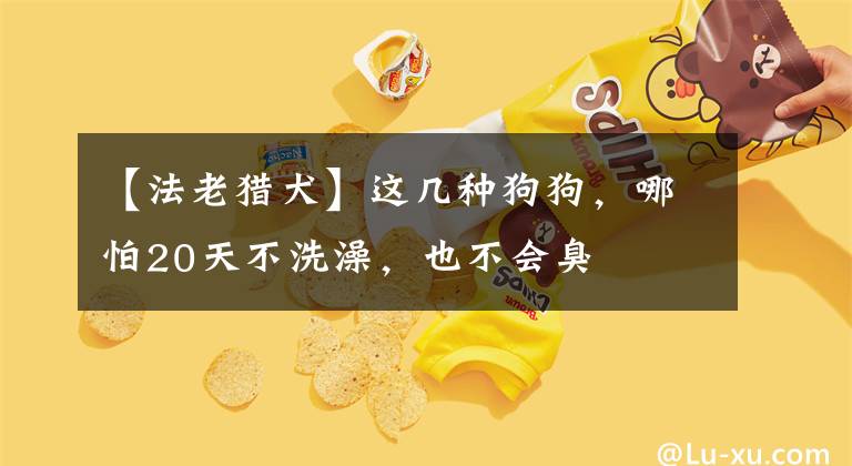 【法老猎犬】这几种狗狗，哪怕20天不洗澡，也不会臭