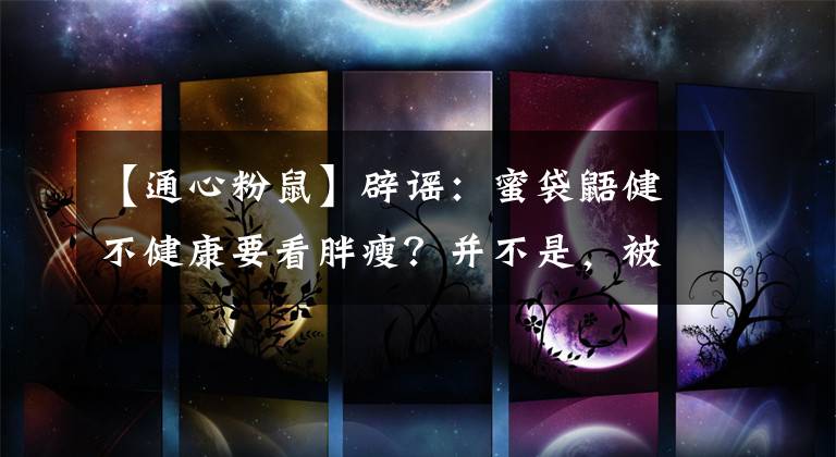 【通心粉鼠】辟谣:蜜袋鼯健不健康要看胖瘦?并不是,被毛颜色是更重要的标准