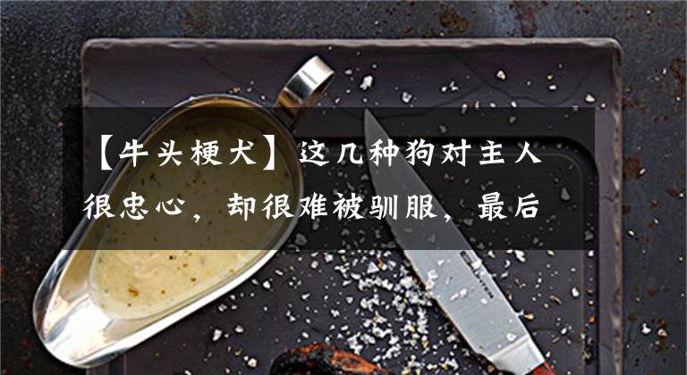 【牛头梗犬】这几种狗对主人很忠心,却很难被驯服,最后一种是世界禁养犬