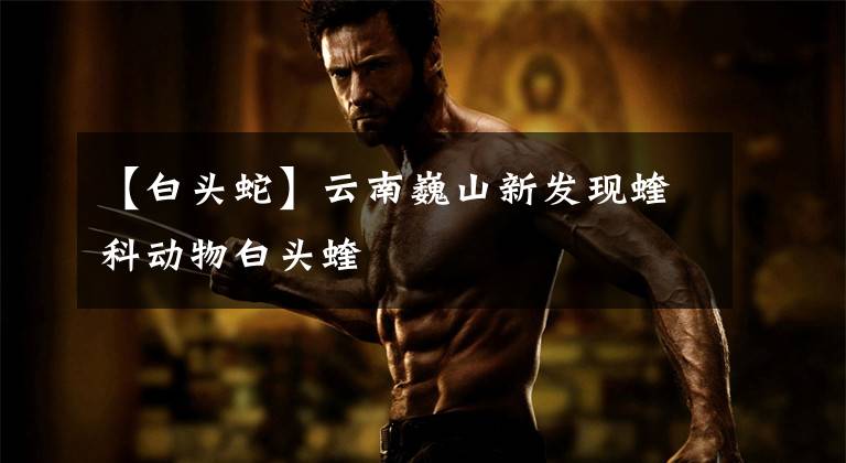 【白头蛇】云南巍山新发现蝰科动物白头蝰