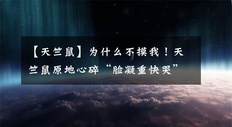 【天竺鼠】为什么不摸我！天竺鼠原地心碎“脸凝重快哭”　9秒片笑烂网：可以去演戏