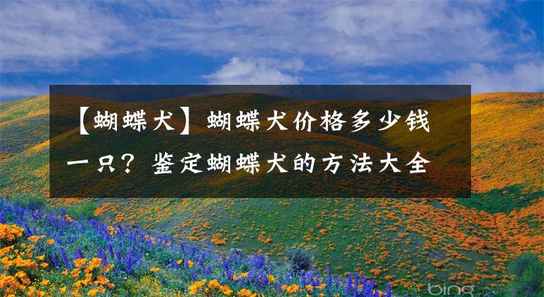 【蝴蝶犬】蝴蝶犬价格多少钱一只？鉴定蝴蝶犬的方法大全是什么？