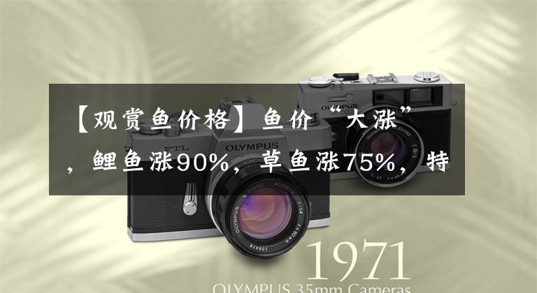 【观赏鱼价格】鱼价“大涨”,鲤鱼涨90%,草鱼涨75%,特种鱼也涨!发生啥了