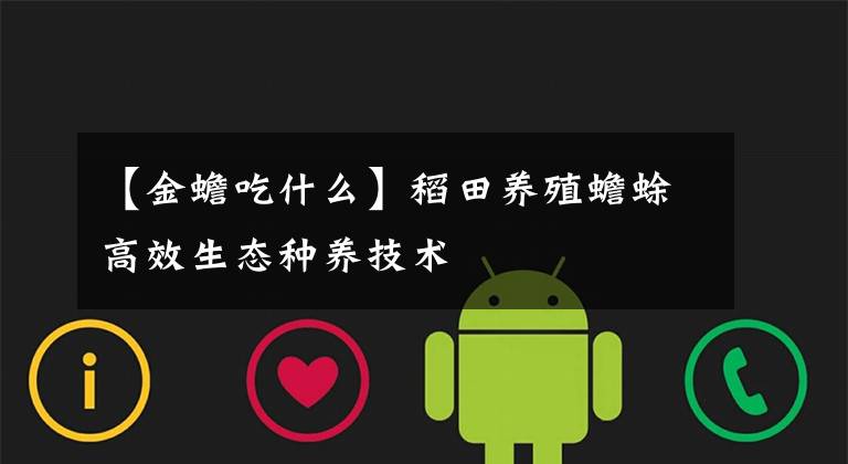 【金蟾吃什么】稻田养殖蟾蜍高效生态种养技术