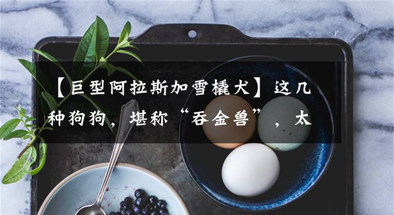【巨型阿拉斯加雪橇犬】这几种狗狗,堪称“吞金兽”,太烧钱了