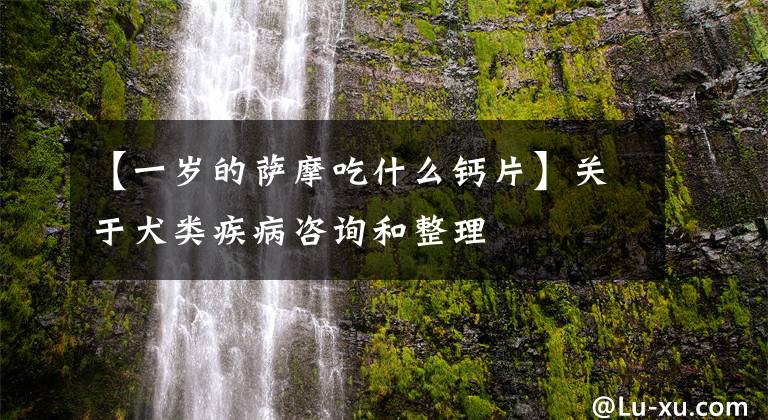 【一岁的萨摩吃什么钙片】关于犬类疾病咨询和整理