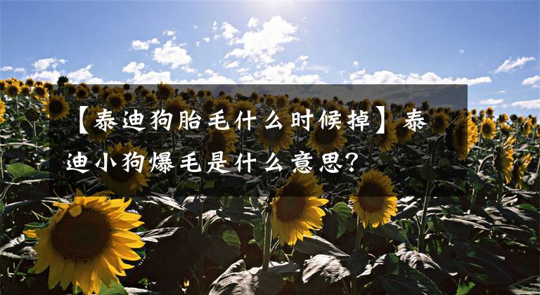 【泰迪狗胎毛什么时候掉】泰迪小狗爆毛是什么意思?