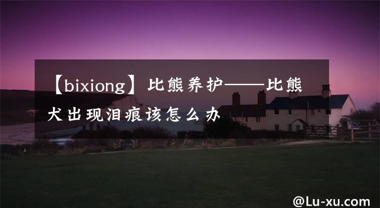 【bixiong】比熊养护——比熊犬出现泪痕该怎么办