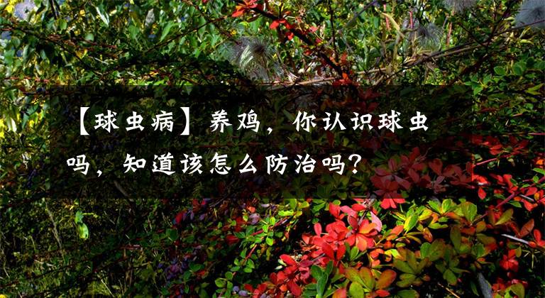 【球虫病】养鸡,你认识球虫吗,知道该怎么防治吗?