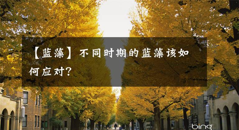 【蓝藻】不同时期的蓝藻该如何应对？