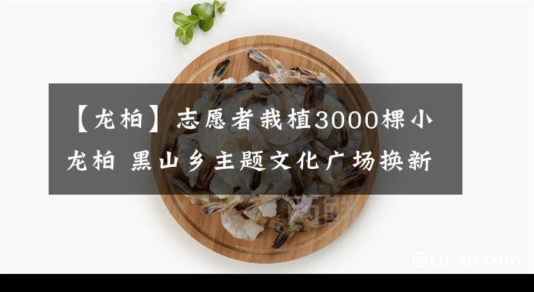 【龙柏】志愿者栽植3000棵小龙柏 黑山乡主题文化广场换新颜