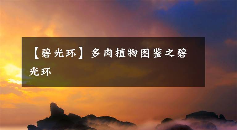 【碧光环】多肉植物图鉴之碧光环