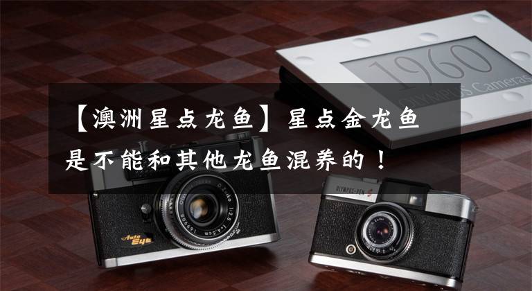 【澳洲星点龙鱼】星点金龙鱼是不能和其他龙鱼混养的！