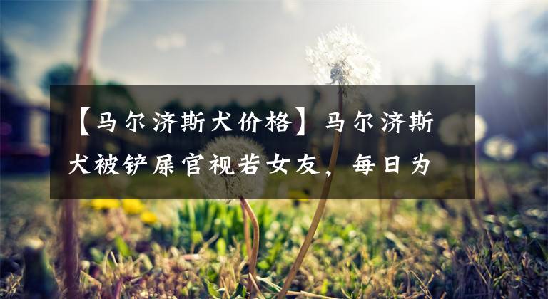 【马尔济斯犬价格】马尔济斯犬被铲屎官视若女友,每日为其梳妆打扮,还惹来女生吃醋