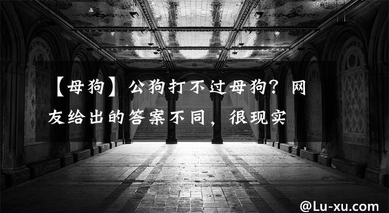 【母狗】公狗打不过母狗?网友给出的答案不同,很现实
