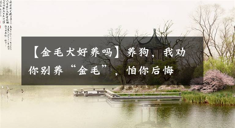 【金毛犬好养吗】养狗，我劝你别养“金毛”，怕你后悔