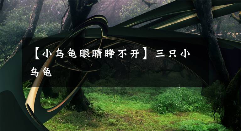 【小乌龟眼睛睁不开】三只小乌龟