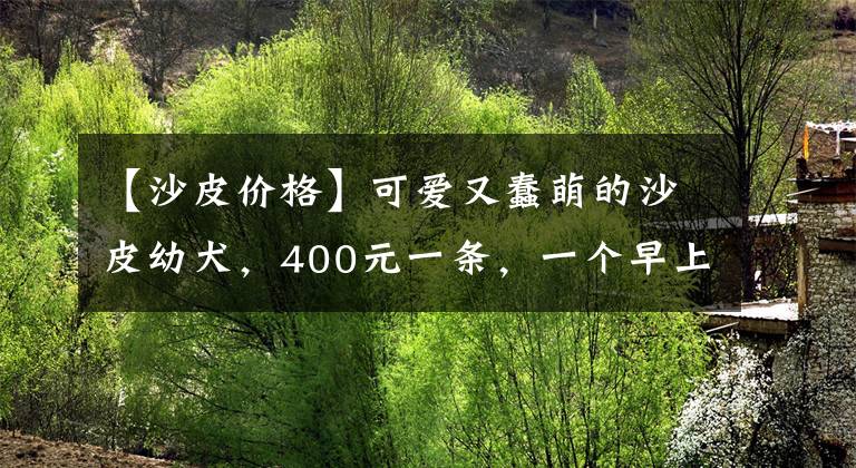 【沙皮价格】可爱又蠢萌的沙皮幼犬，400元一条，一个早上一条没卖出去！