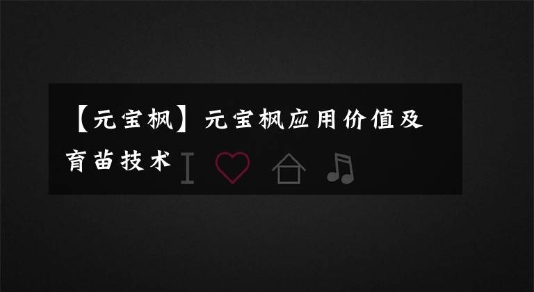 【元宝枫】元宝枫应用价值及育苗技术