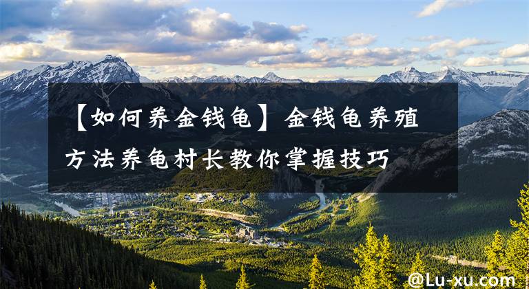 【如何养金钱龟】金钱龟养殖方法养龟村长教你掌握技巧