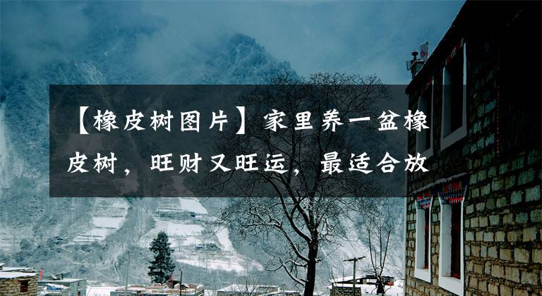 【橡皮树图片】家里养一盆橡皮树，旺财又旺运，最适合放在室内养护