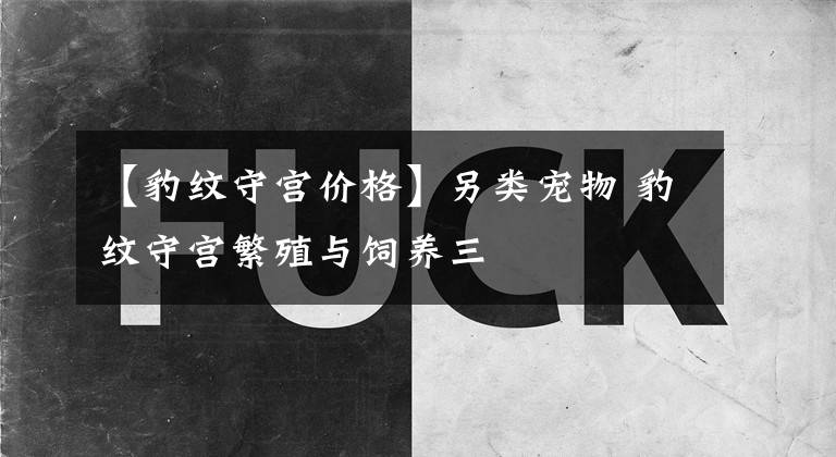 【豹纹守宫价格】另类宠物 豹纹守宫繁殖与饲养三