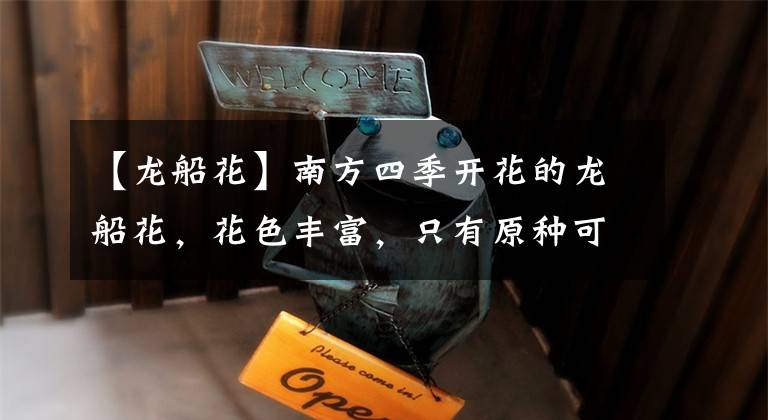 【龙船花】南方四季开花的龙船花，花色丰富，只有原种可结果，易招“虫子”