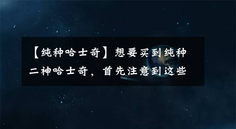 【纯种哈士奇】想要买到纯种二神哈士奇，首先注意到这些细节！