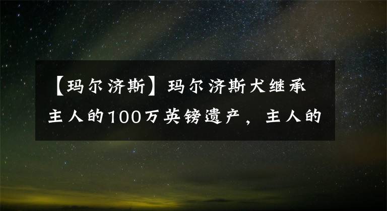 【玛尔济斯】玛尔济斯犬继承主人的100万英镑遗产，主人的亲儿子咋办？