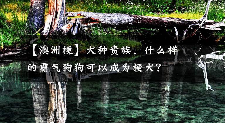 【澳洲梗】犬种贵族，什么样的霸气狗狗可以成为梗犬？