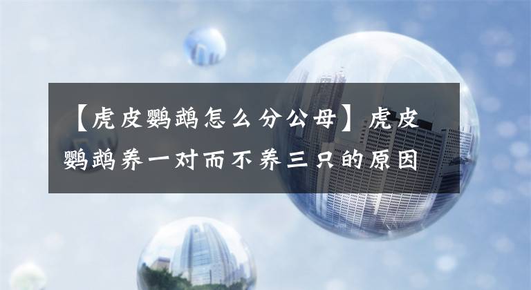 【虎皮鹦鹉怎么分公母】虎皮鹦鹉养一对而不养三只的原因仅仅是因为害怕吃“狗粮”