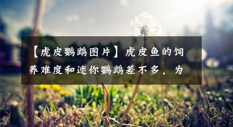 【虎皮鹦鹉图片】虎皮鱼的饲养难度和迷你鹦鹉差不多，为什么有的鱼友总养不好？