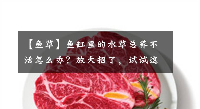 【鱼草】鱼缸里的水草总养不活怎么办？放大招了，试试这三种“不死水草”