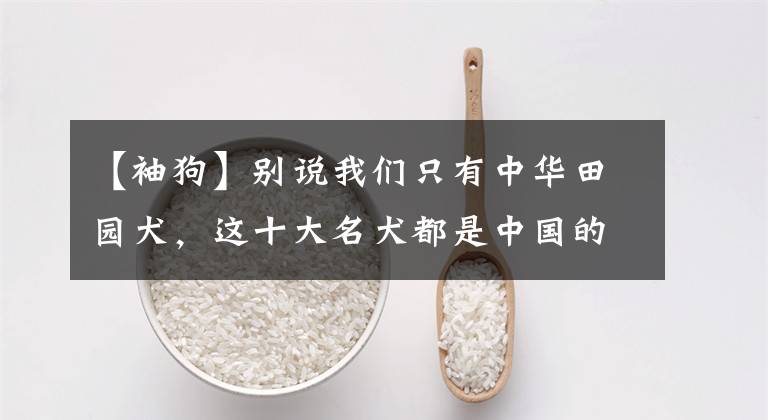 【袖狗】别说我们只有中华田园犬,这十大名犬都是中国的!